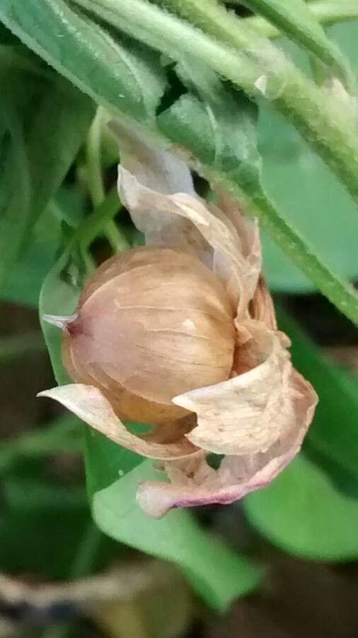 Convolvulus sepium fruit
