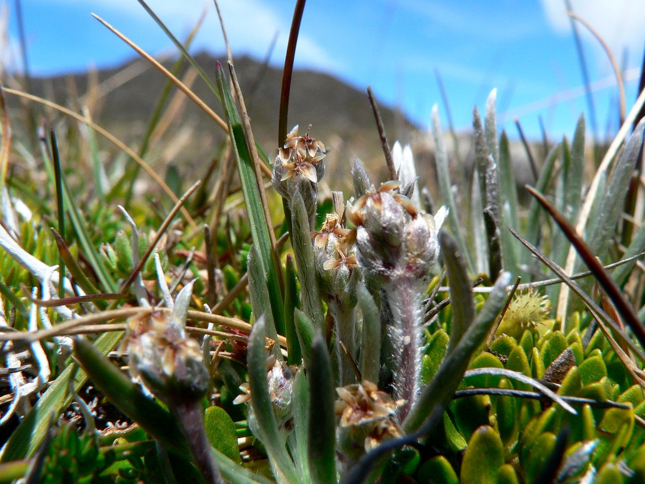 Plantago sericea flower