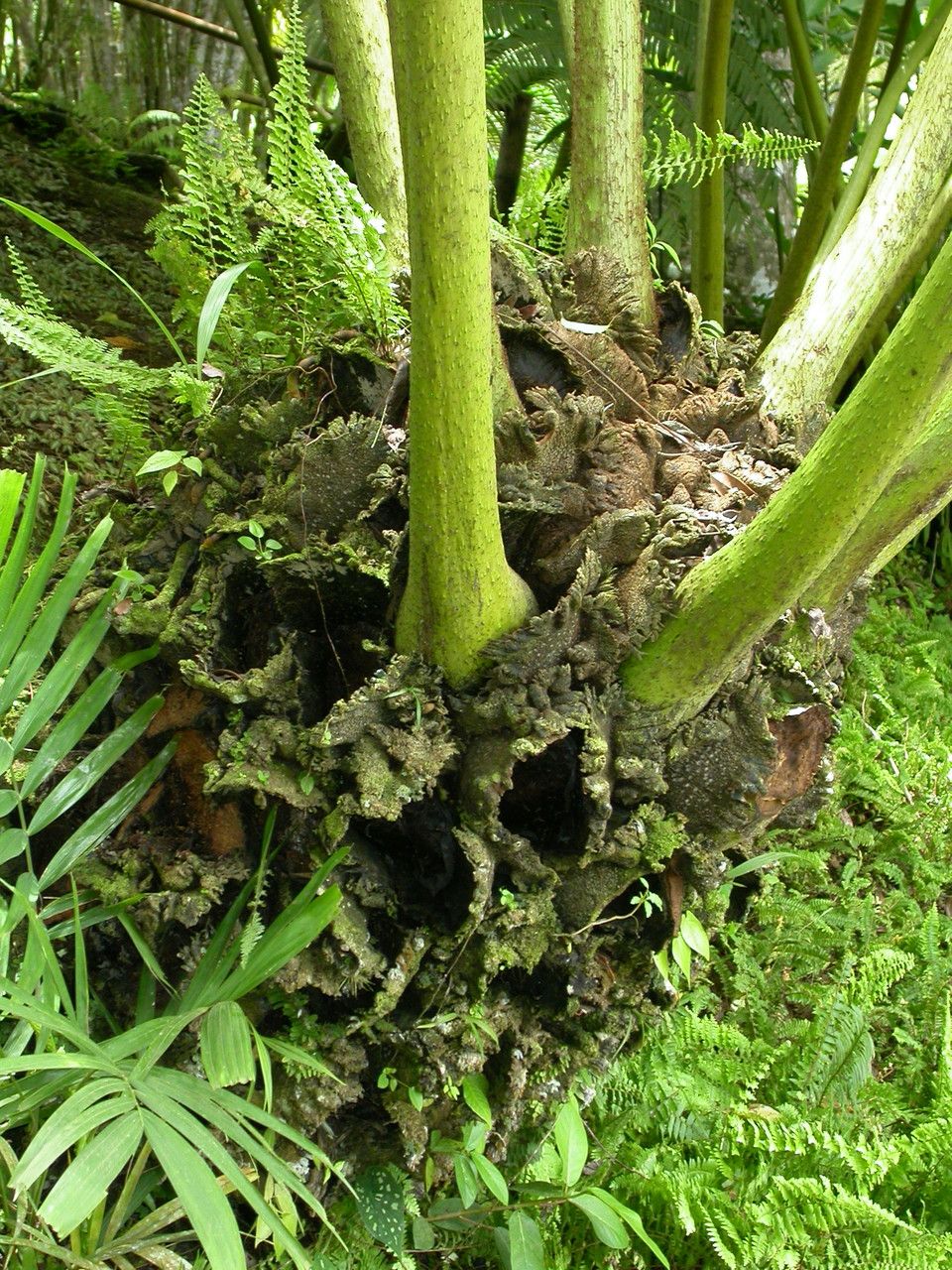 Angiopteris evecta bark