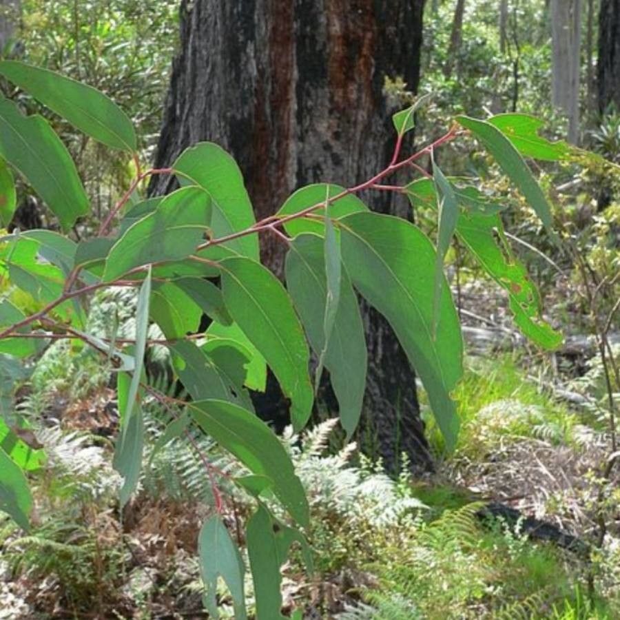 Eucalyptus sieberi — search result for 'Eucalyptus'