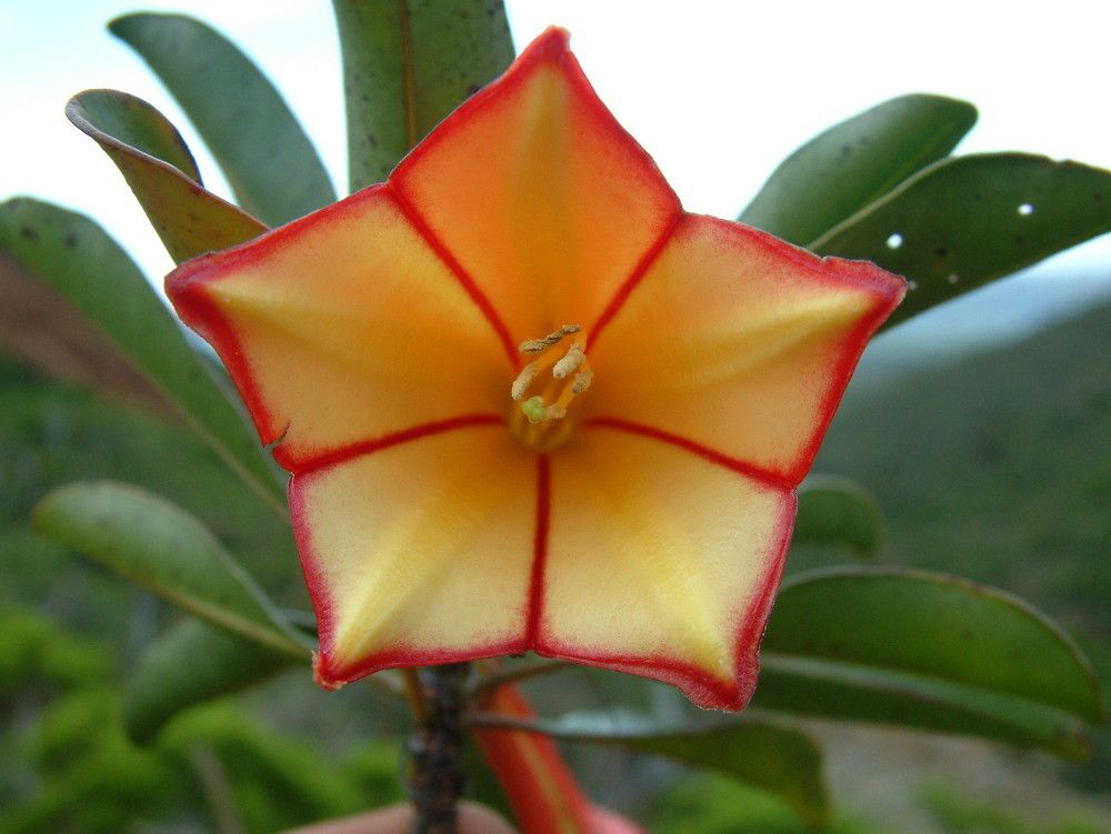 Thiollierea laureana — related species from the same genus