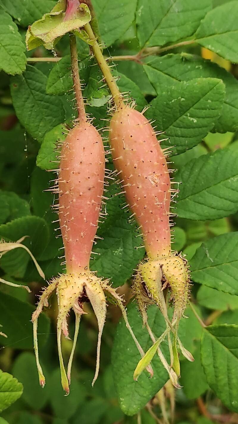 Rosa multibracteata fruit