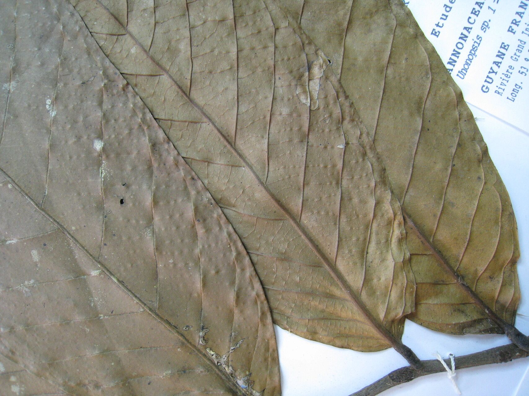 Unonopsis glaucopetala other