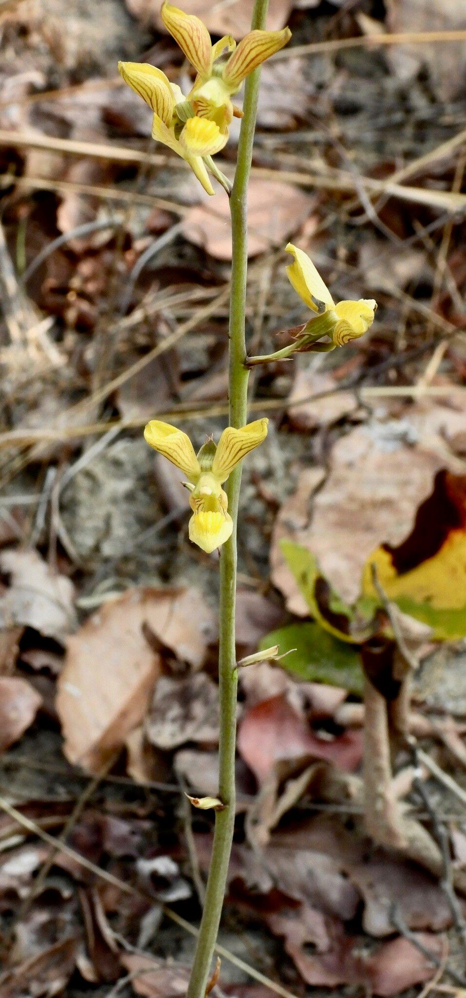 Eulophia orthoplectra — houseplant care guide