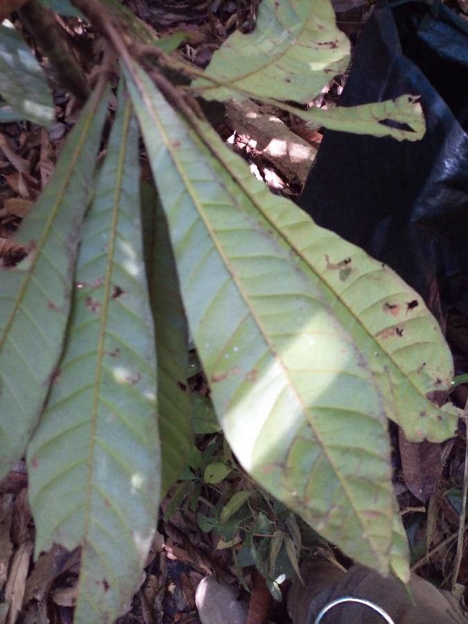 Pouteria flavilatex — houseplant care guide