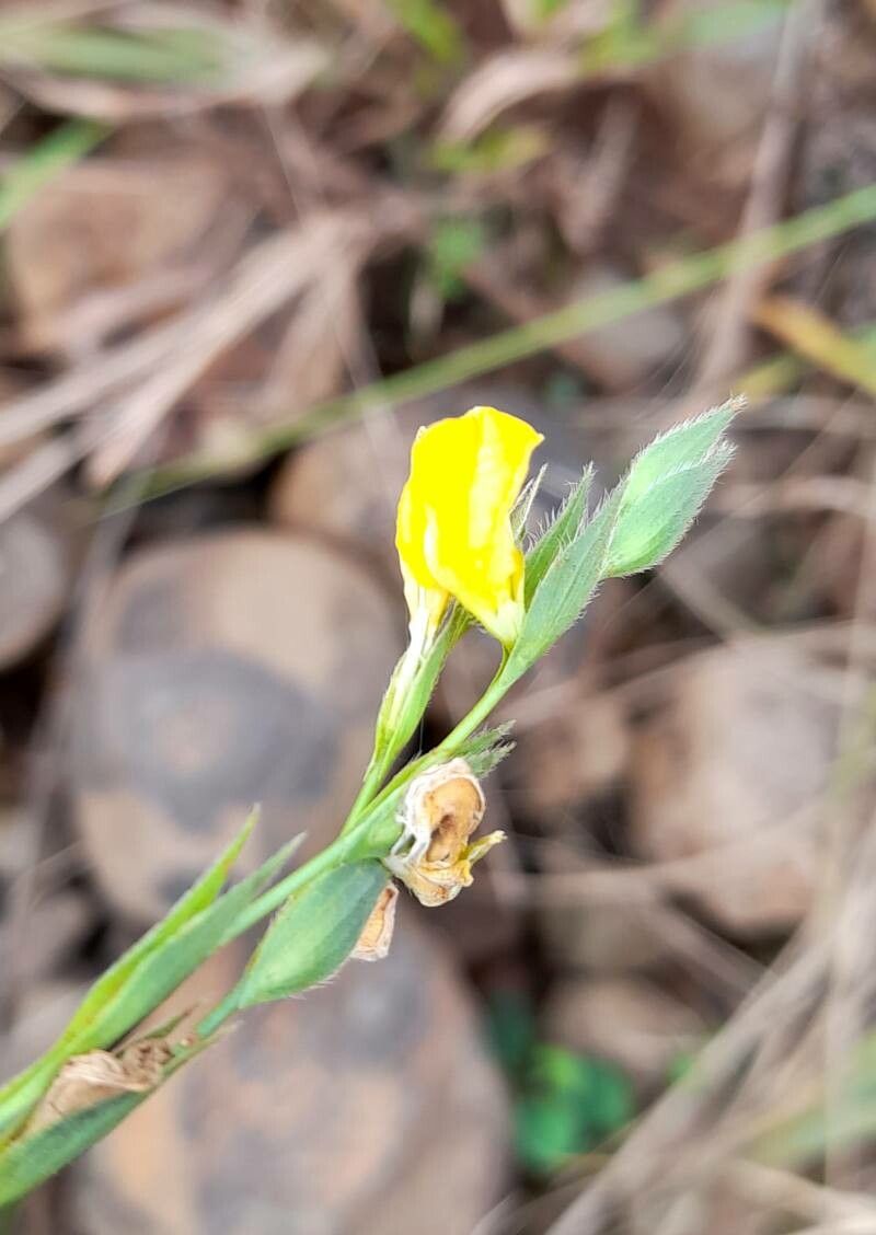 Zornia trachycarpa flower