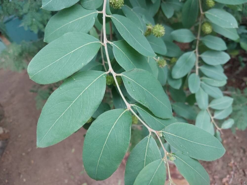 Terminalia leiocarpa — search result for 'Terminalia'