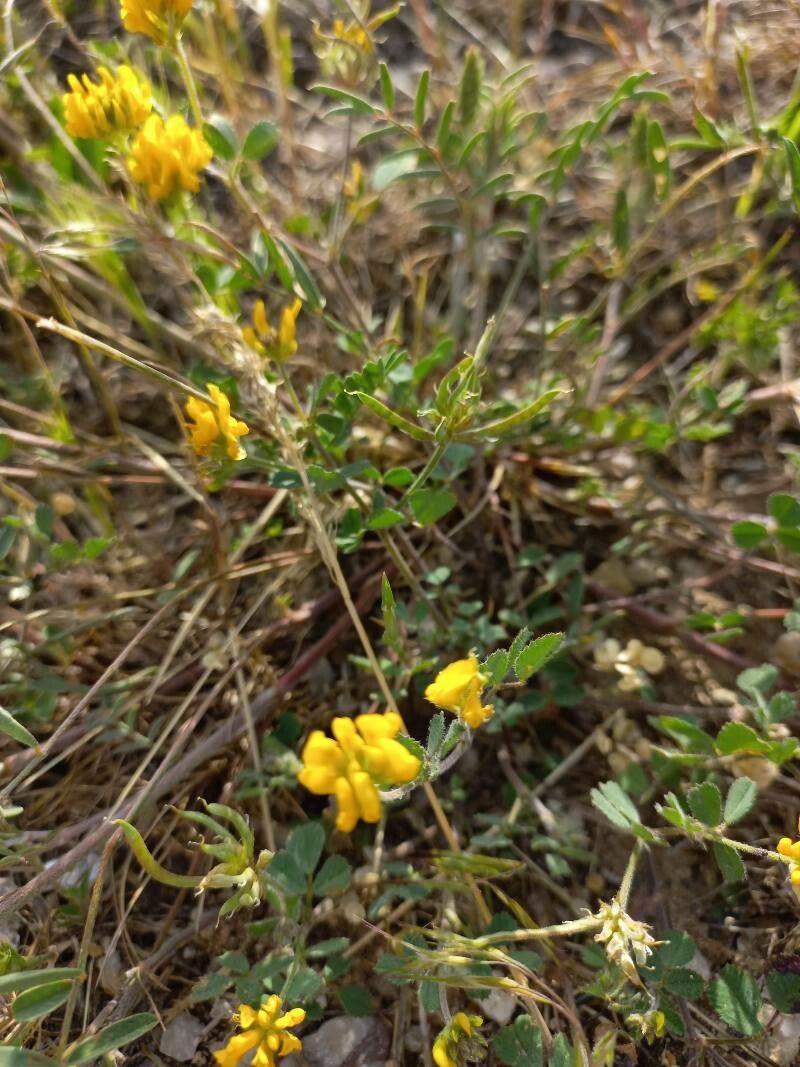 Medicago soleirolii flower
