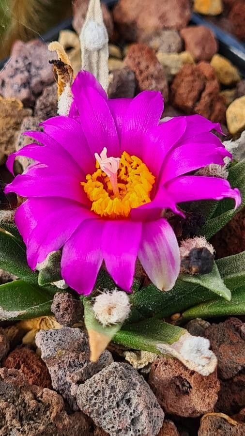 Ariocarpus agavioides flower