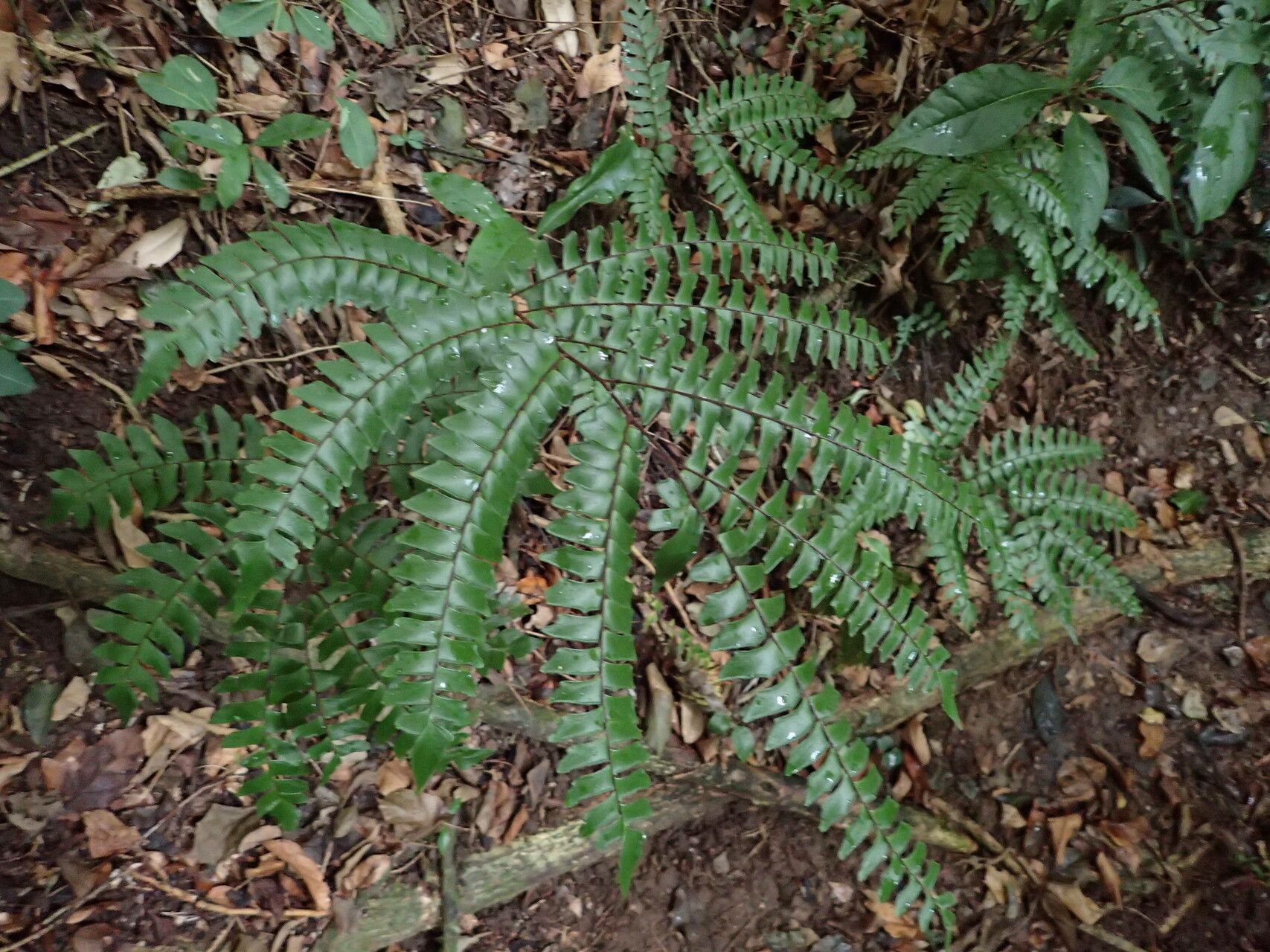 Adiantum villosum habit