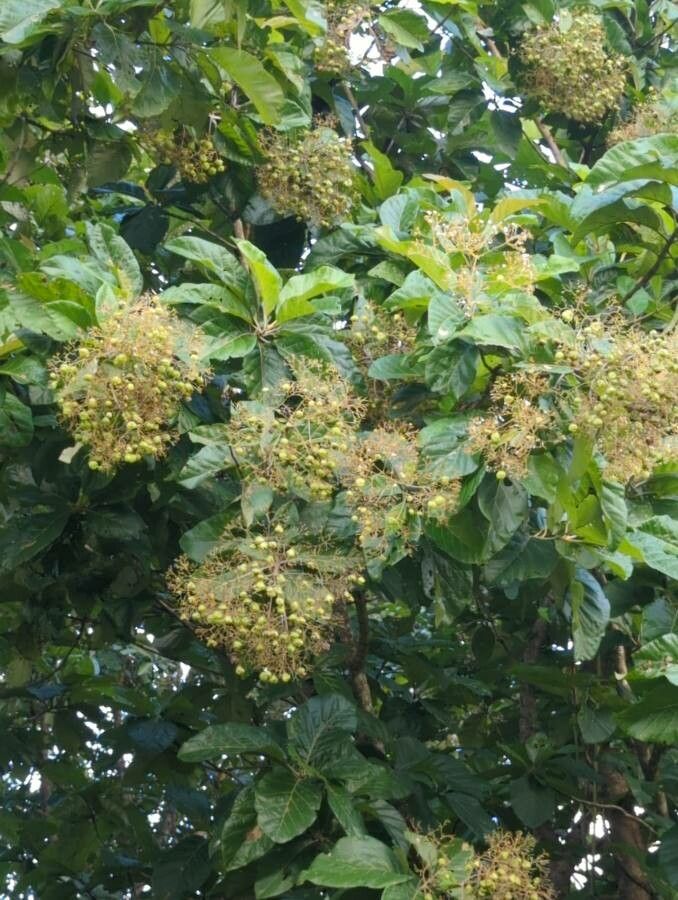 Tectona grandis flower