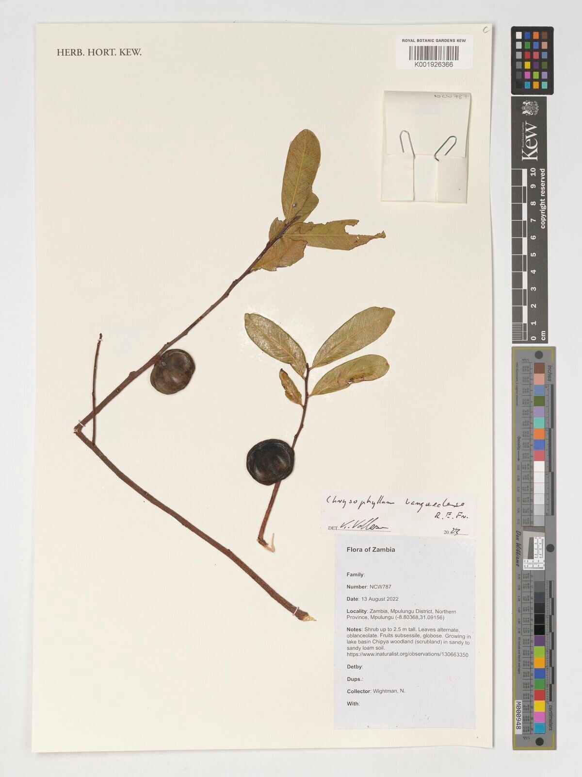 Donella bangweolensis — related species from the same genus