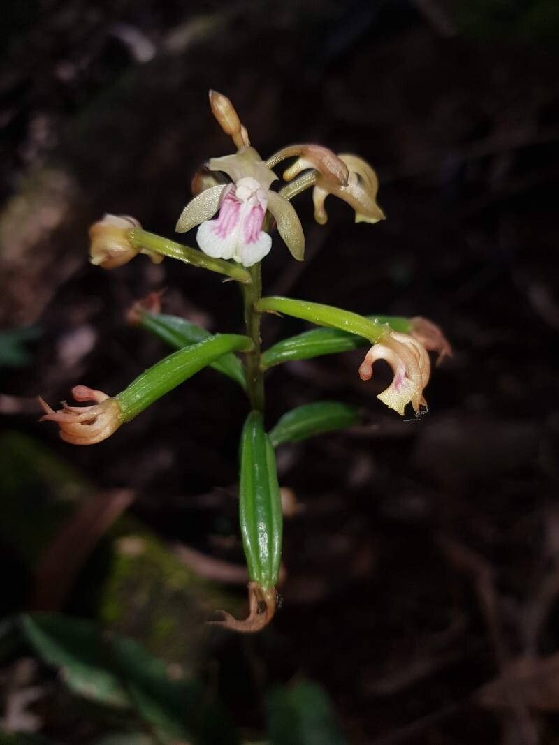 Eulophia maculata flower
