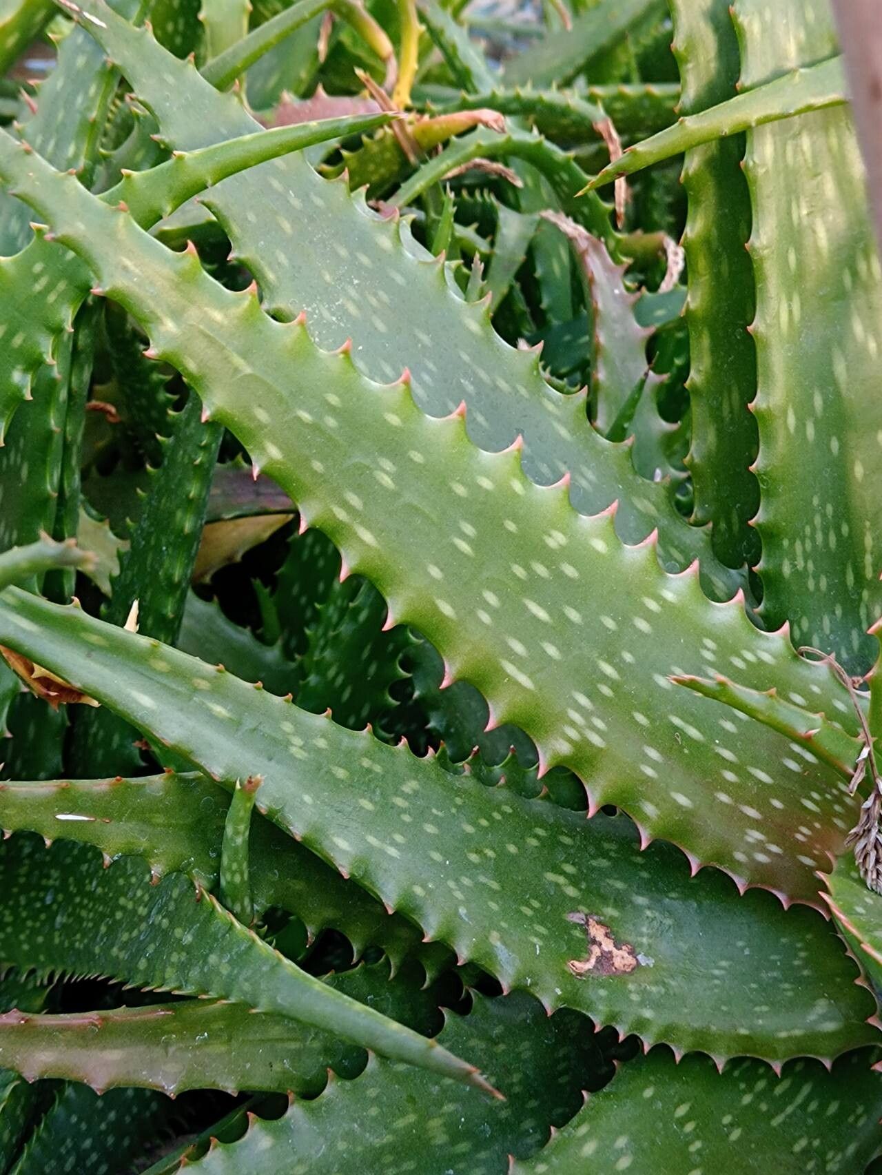 Aloe harlana — houseplant care guide