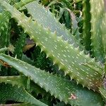 Aloe harlana