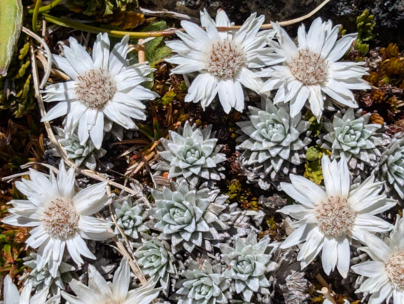 Celmisia sessiliflora — houseplant care guide