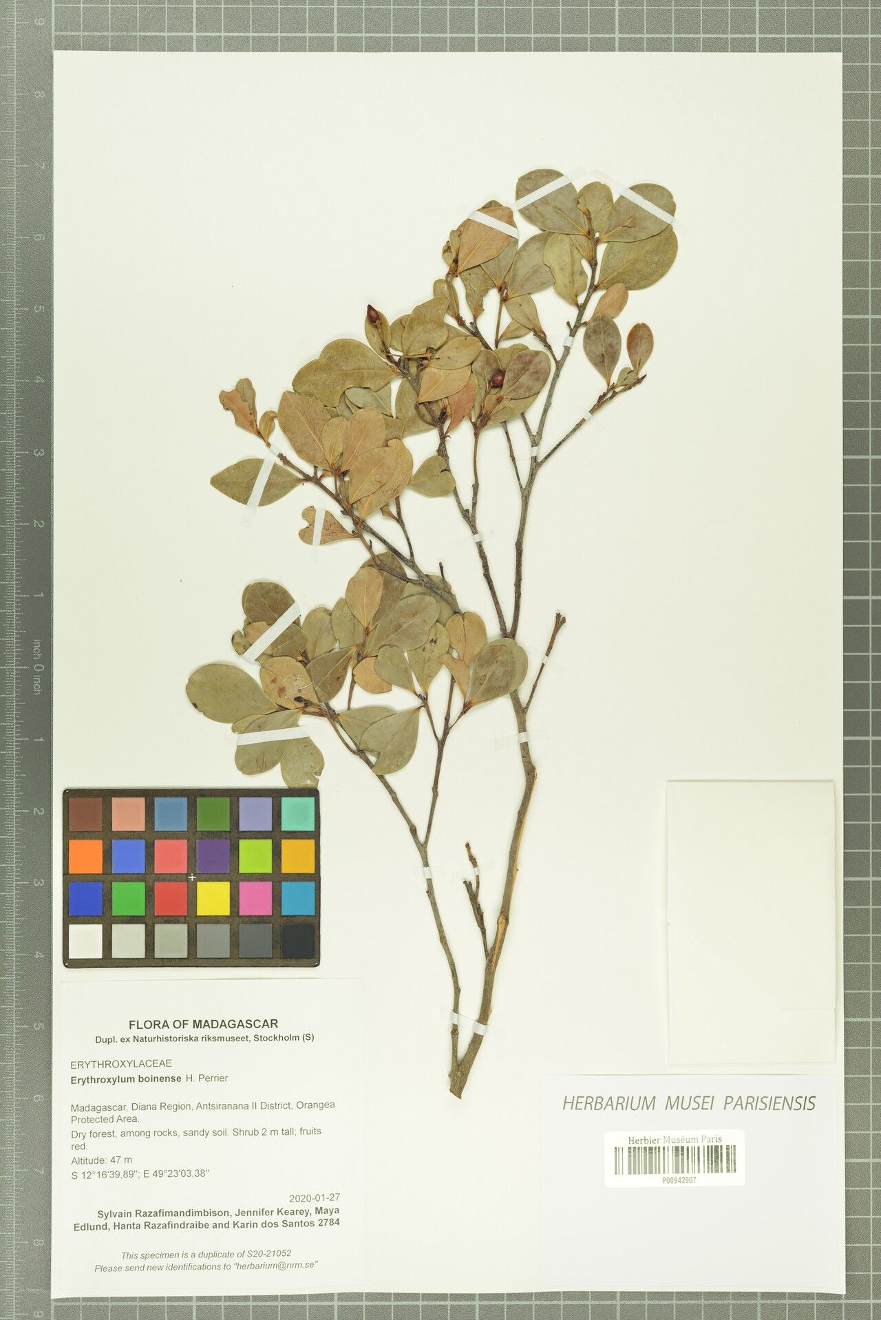 Erythroxylum boinense — houseplant care guide