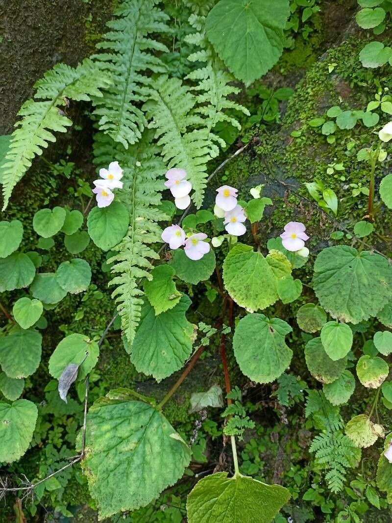 Begonia picta flower