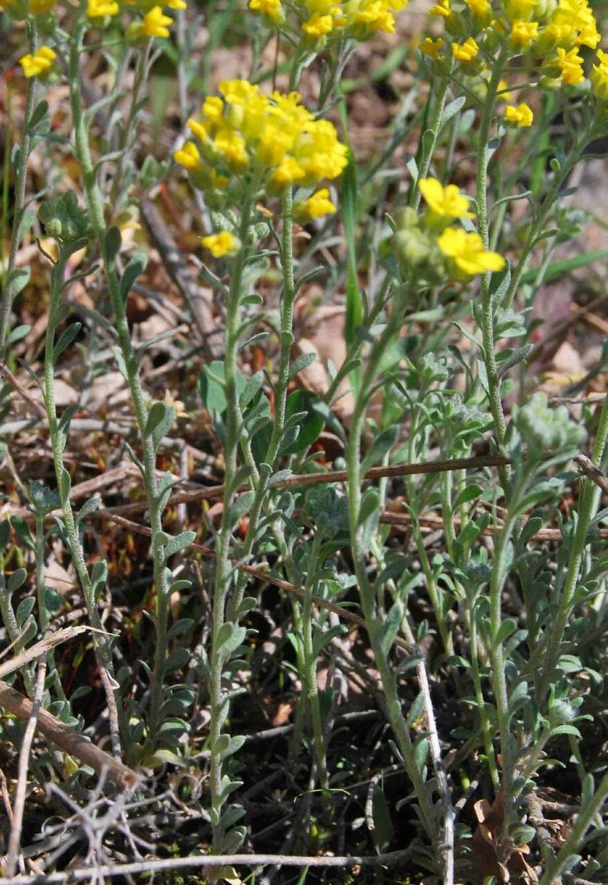 Alyssum montanum leaf