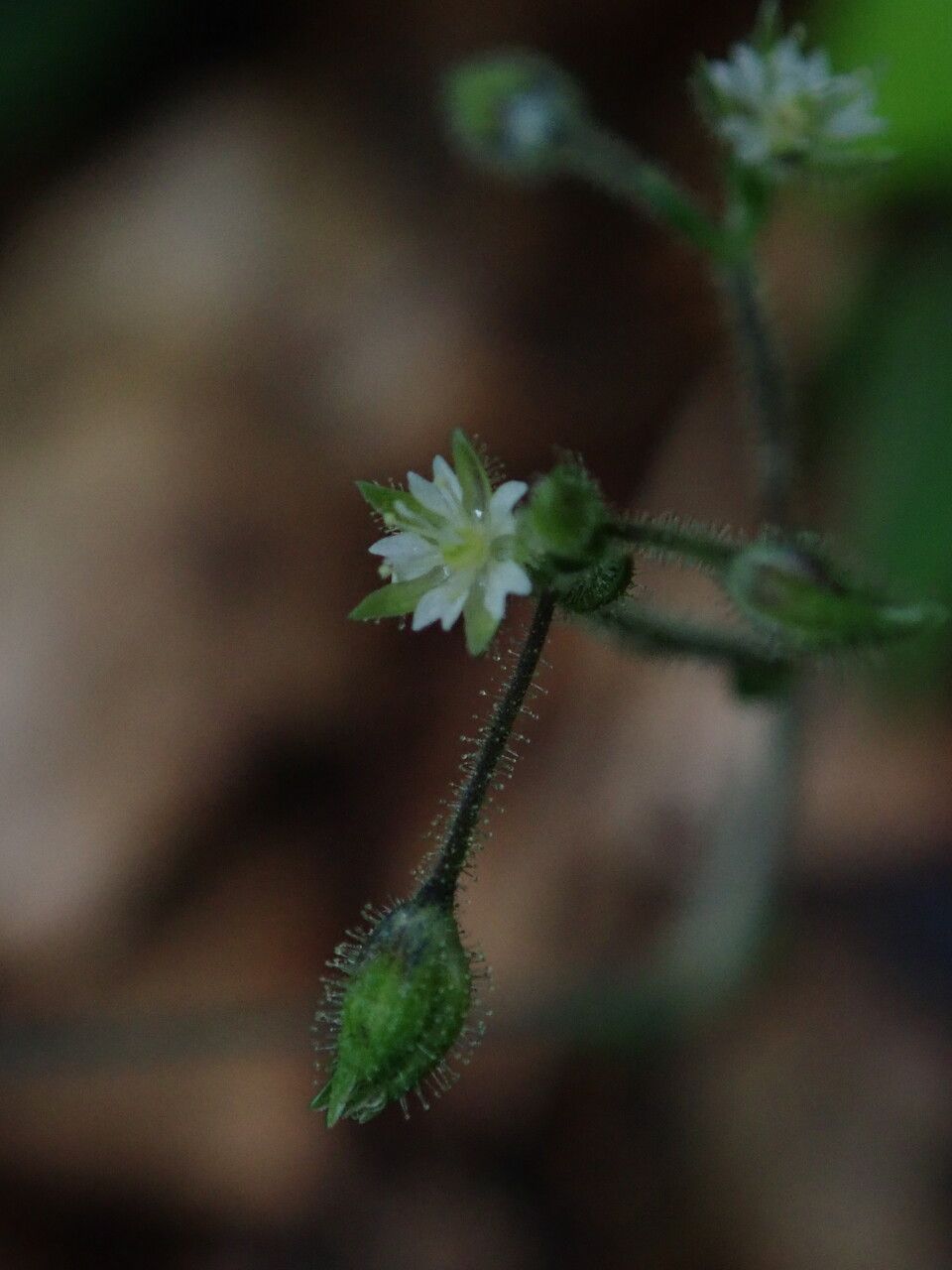 Stellaria williamsiana — search result for 'Stellaria'