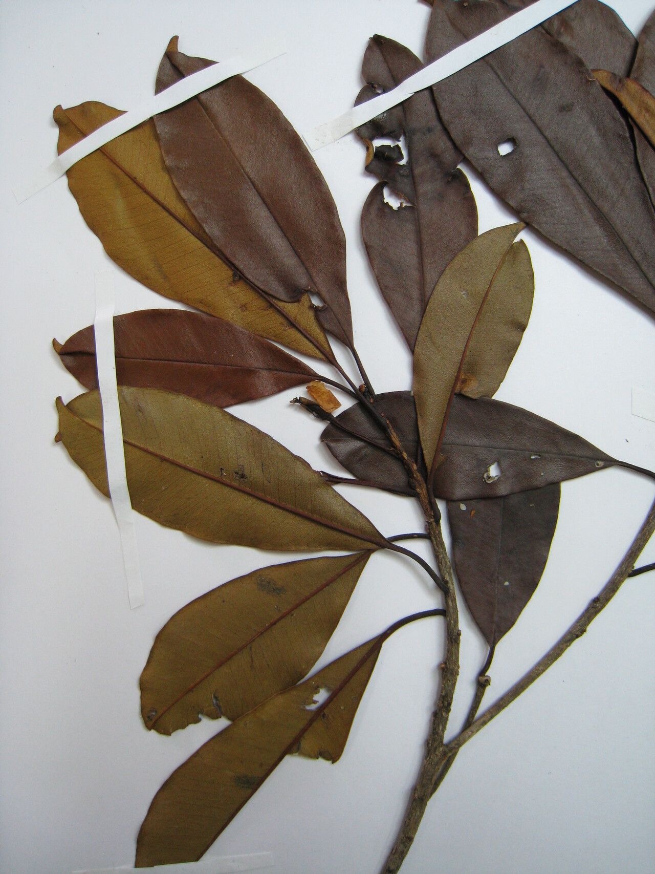 Manilkara paraensis — houseplant care guide