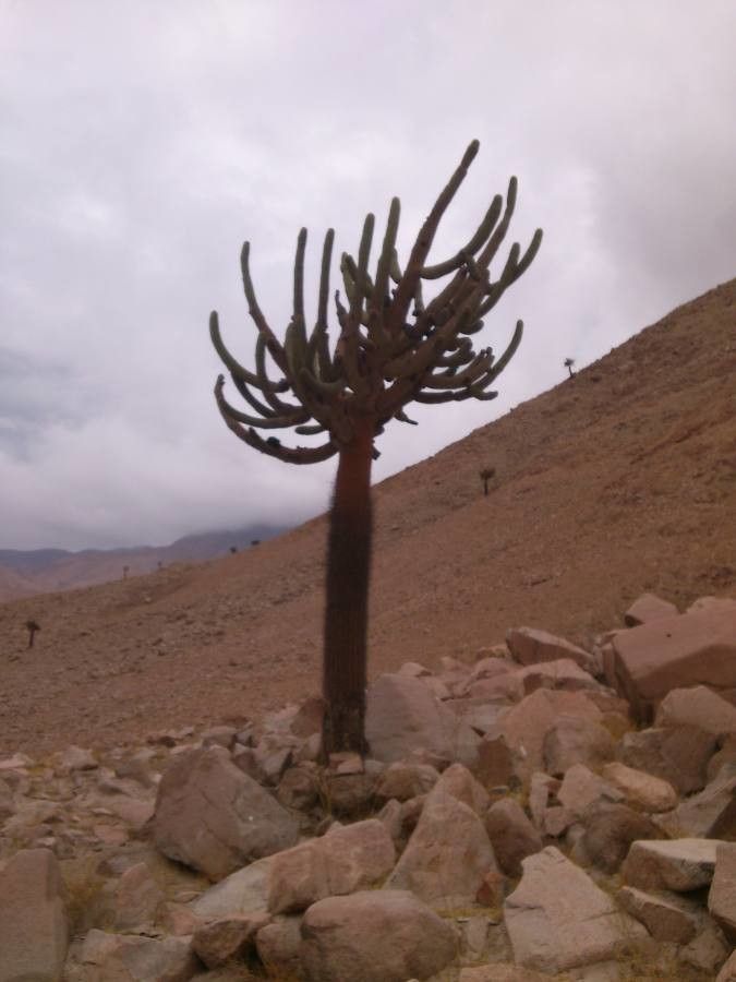 Browningia candelaris leaf