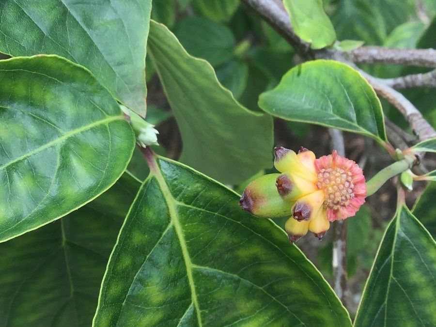 Cornus nuttallii fruit