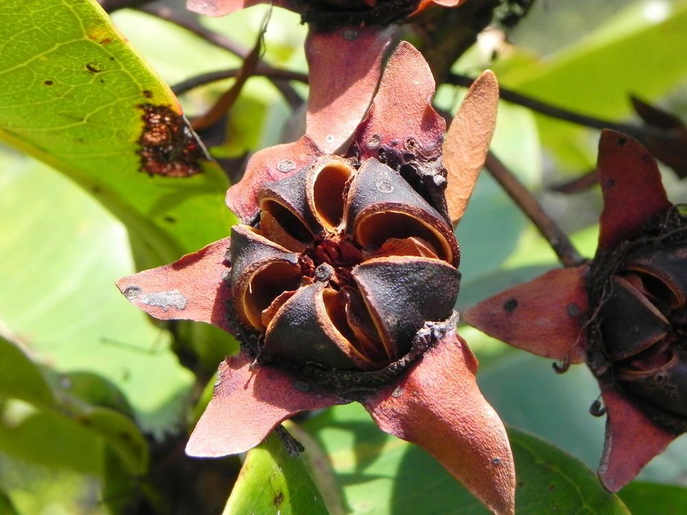 Xanthostemon gugerlii fruit