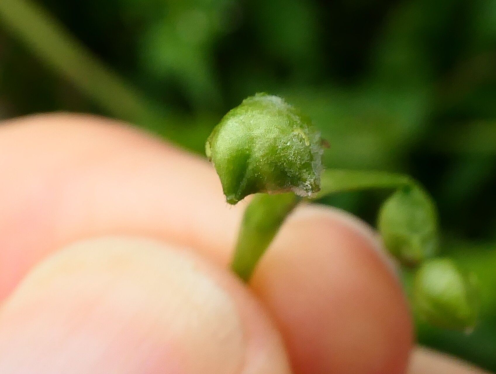 Valeriana chaerophylloides fruit