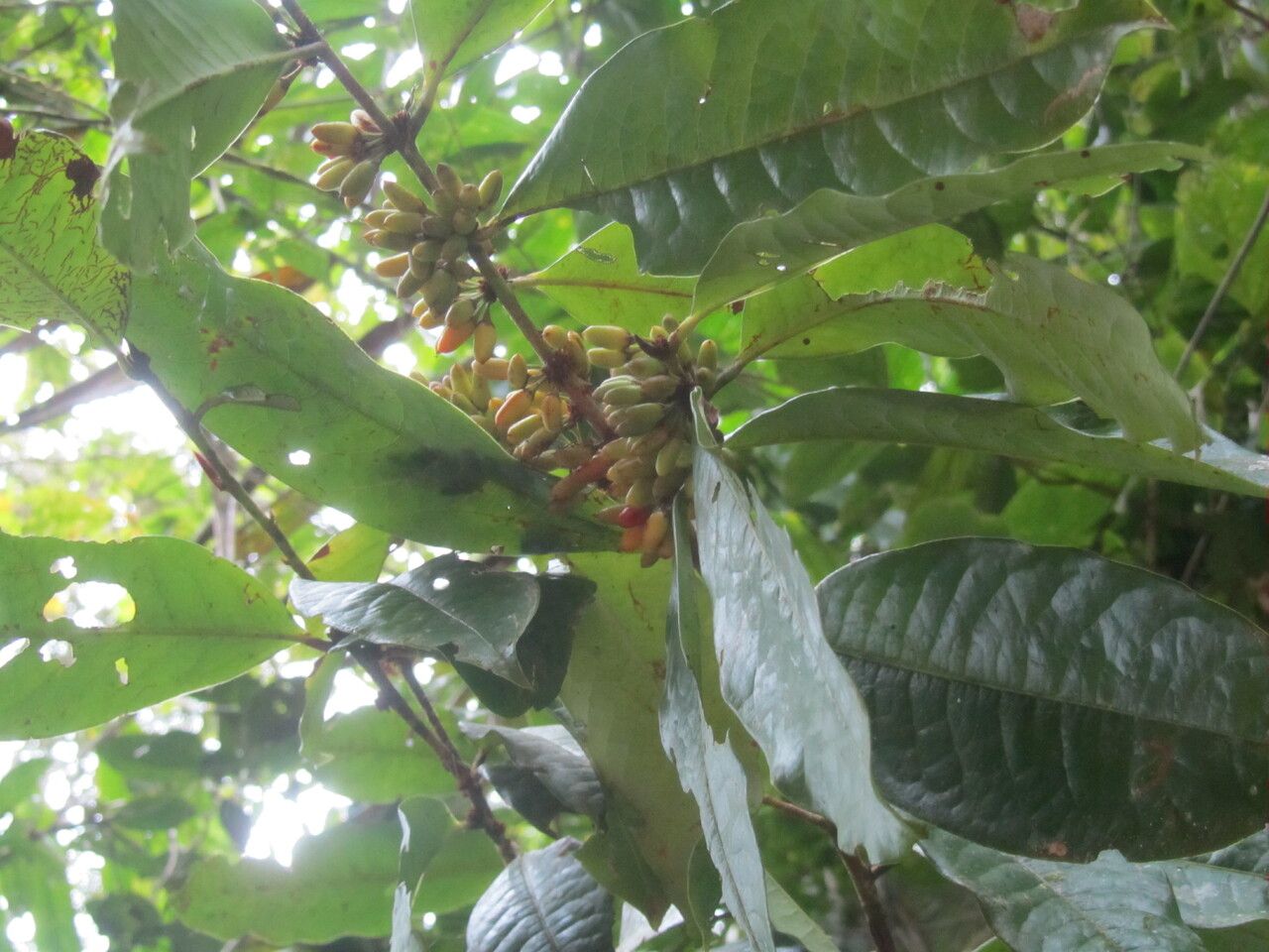 Erythroxylum macrophyllum fruit