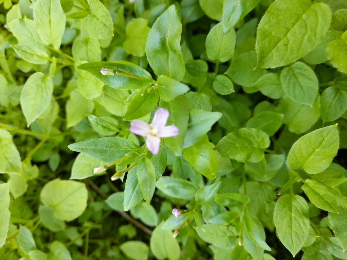 Epilobium hornemannii — search result for 'Epilobium'