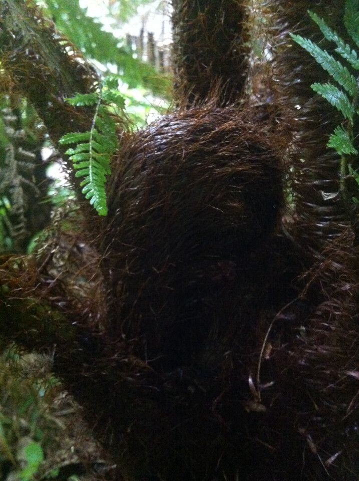 Alsophila hyacinthei habit