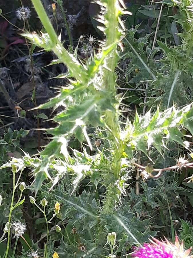 Carduus nutans — search result for 'Biennial'