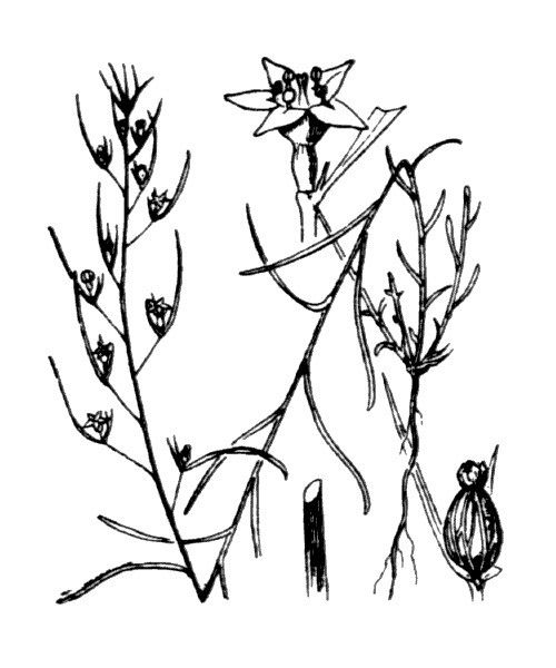 Thesium kyrnosum — search result for 'Thesium'