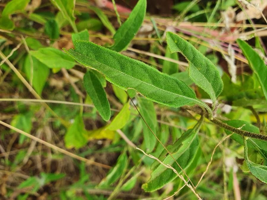 Solanum hastifolium — houseplant care guide