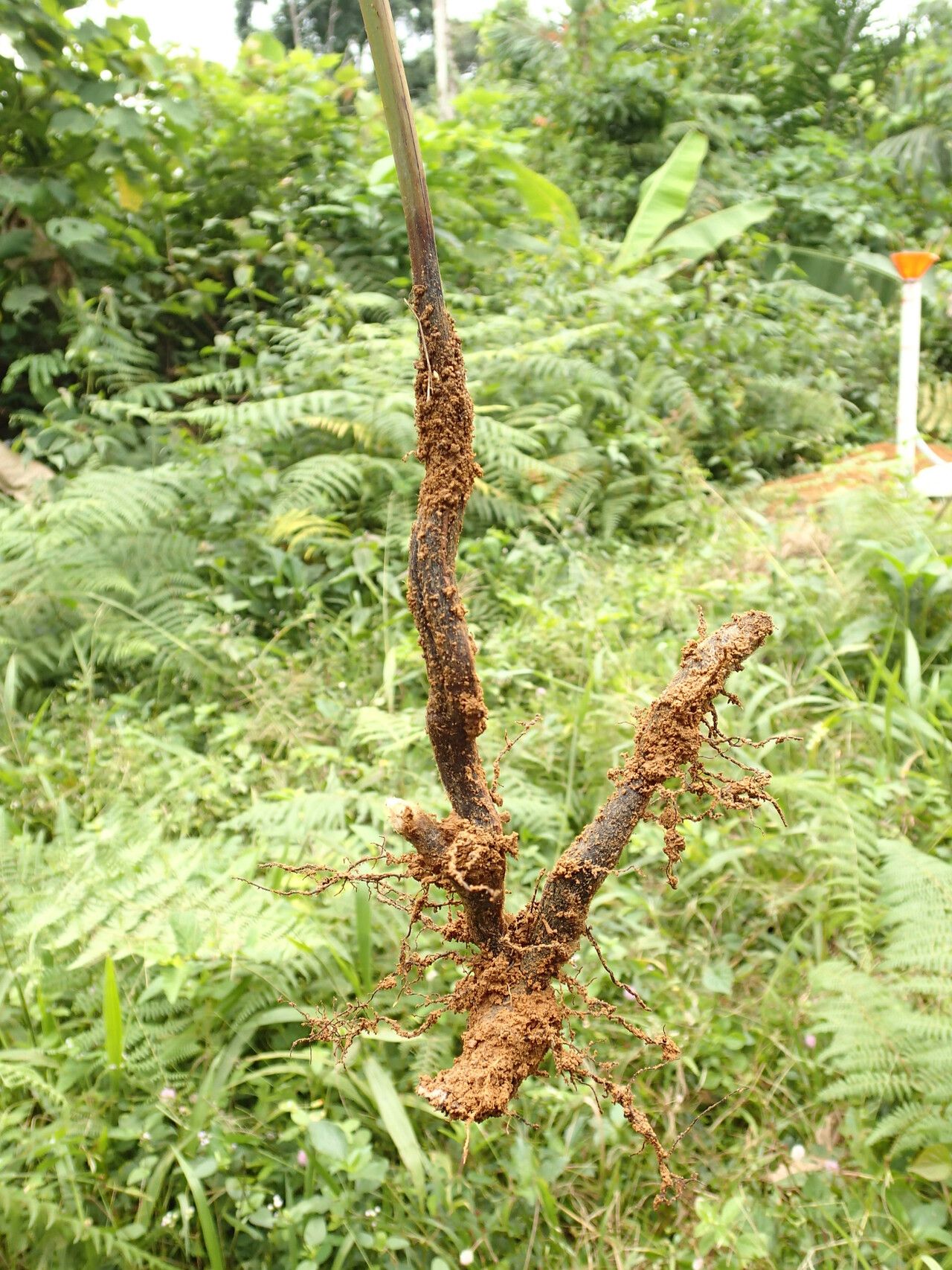 Pteridium capense other