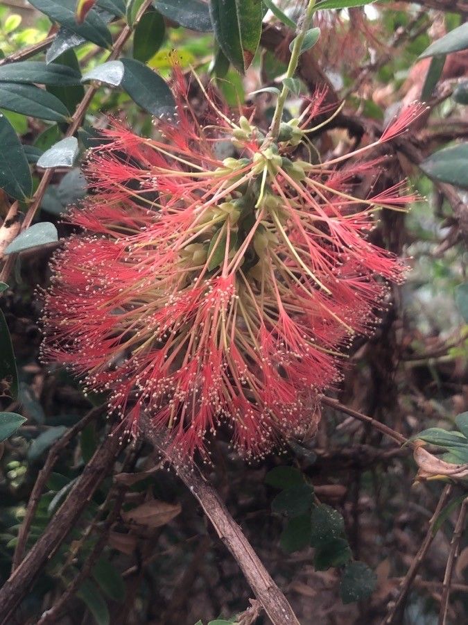 Callistemon phoeniceus flower