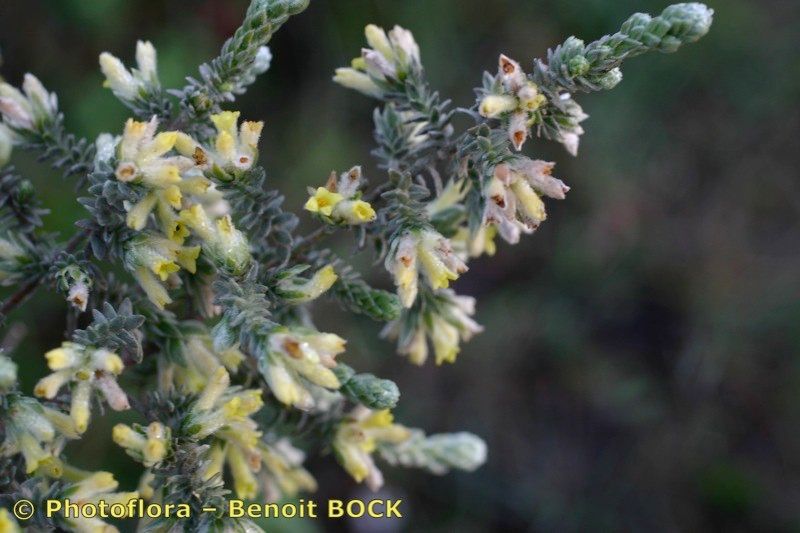 Thymelaea lanuginosa other