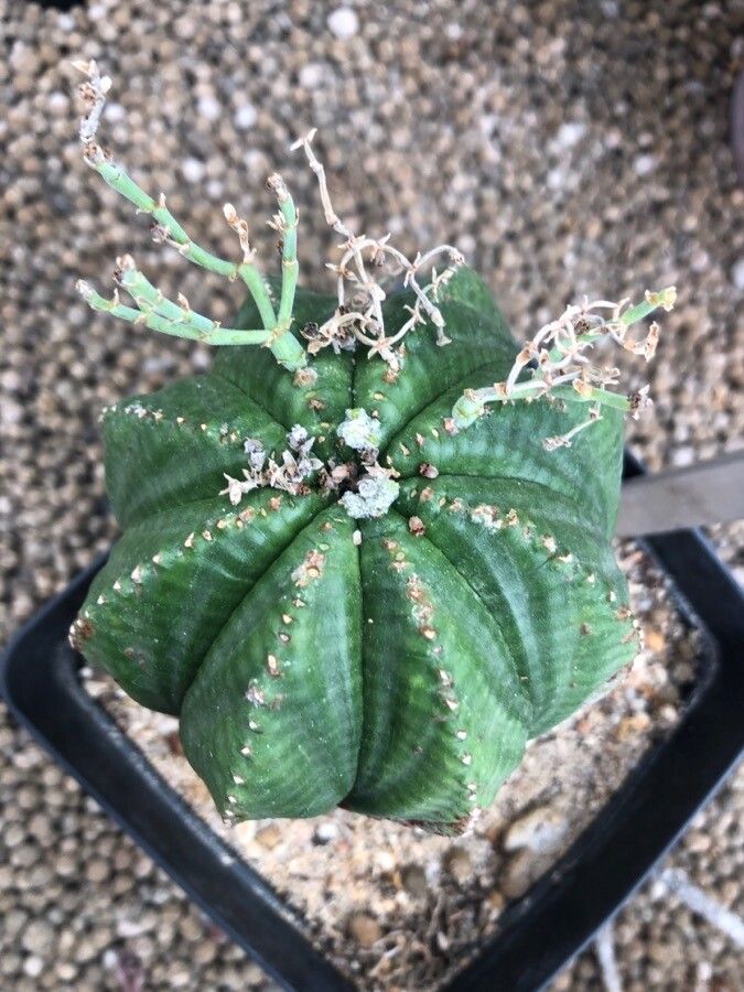 Euphorbia meloformis leaf