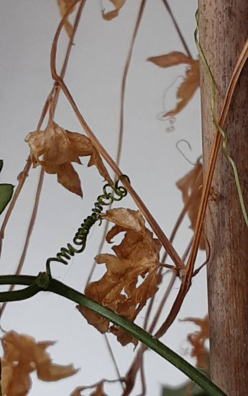 Kedrostis nana other