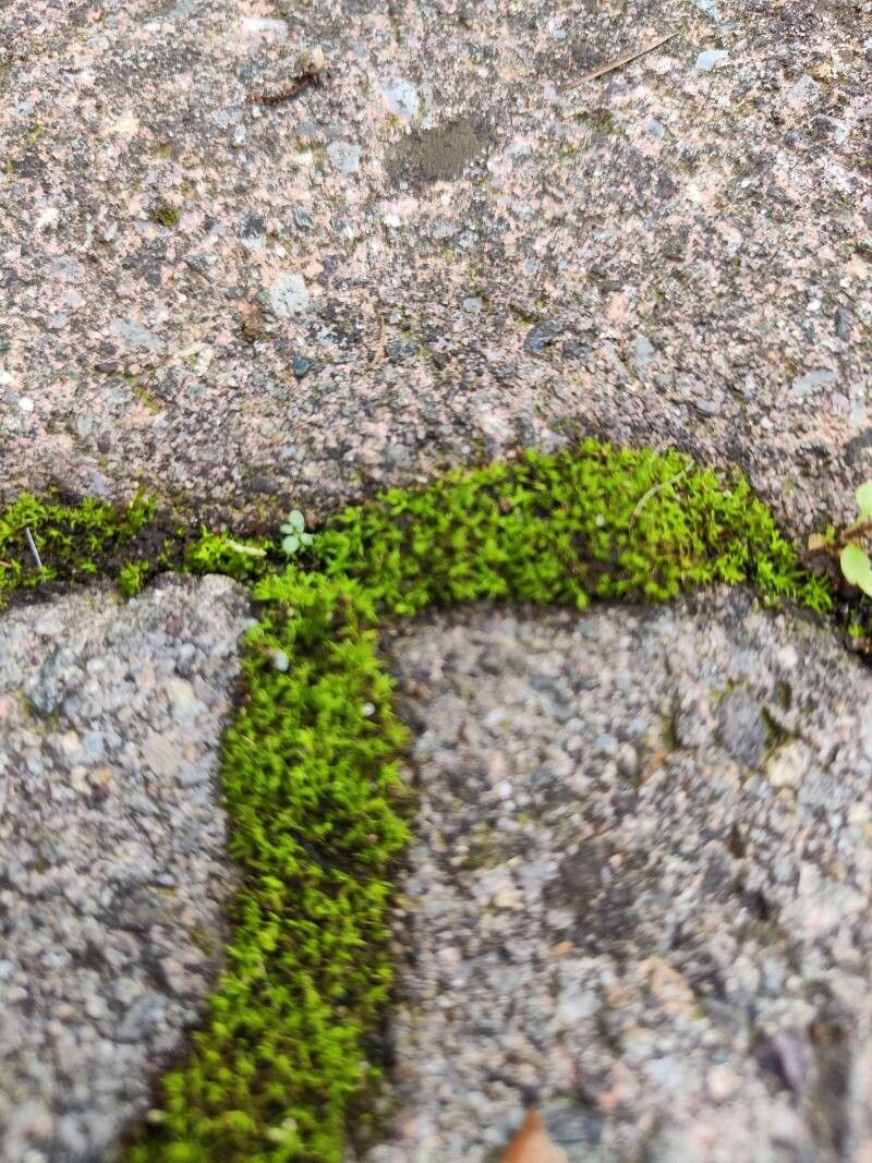 Thymus pseudochamaedrys — search result for 'Thymus'