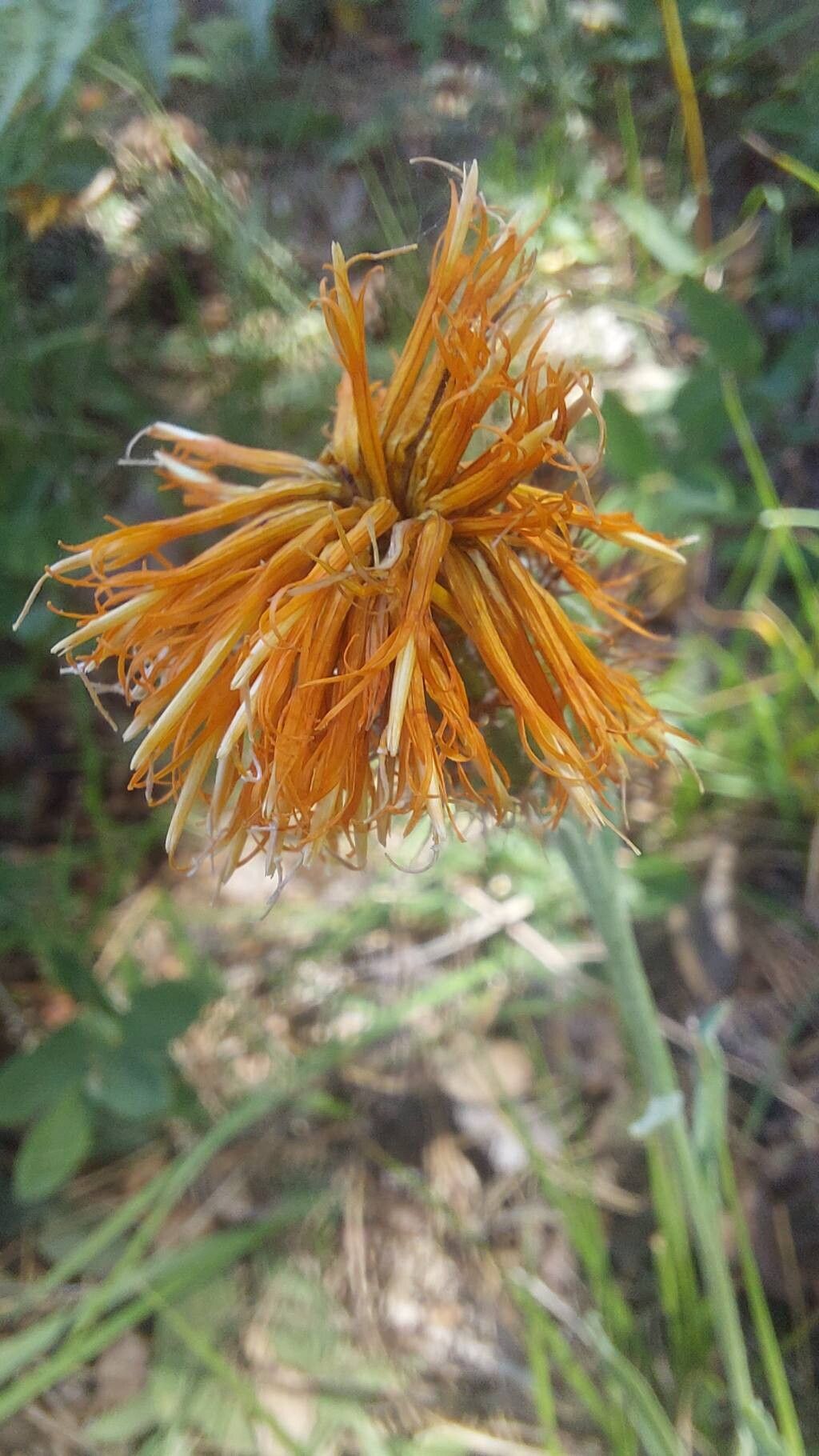 Centaurea hermannii flower
