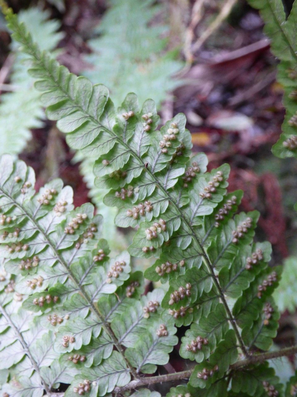Dryopteris squamiseta fruit