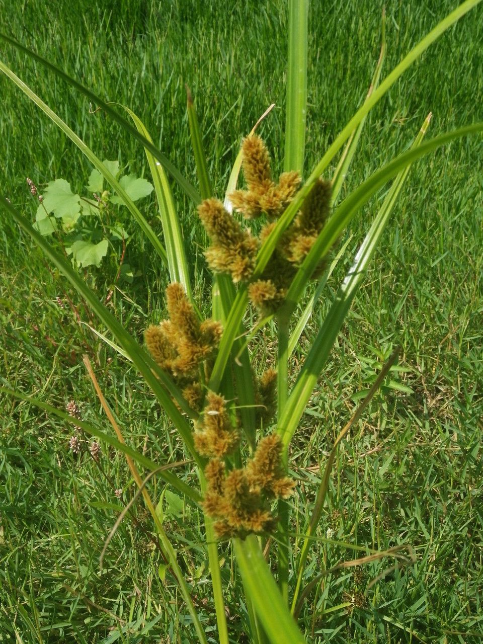 Cyperus glomeratus habit