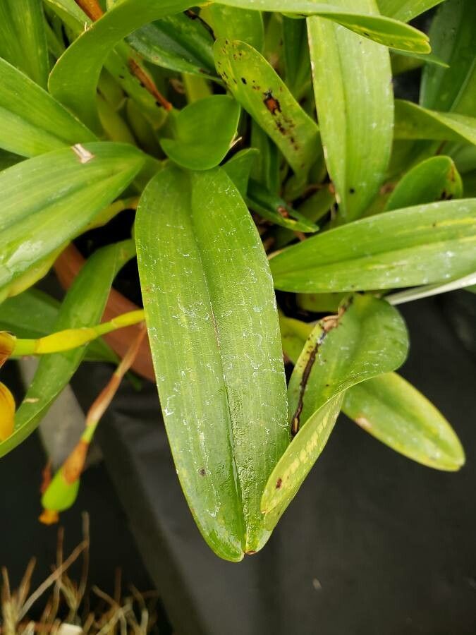 Camaridium cucullatum — search result for 'Belize'