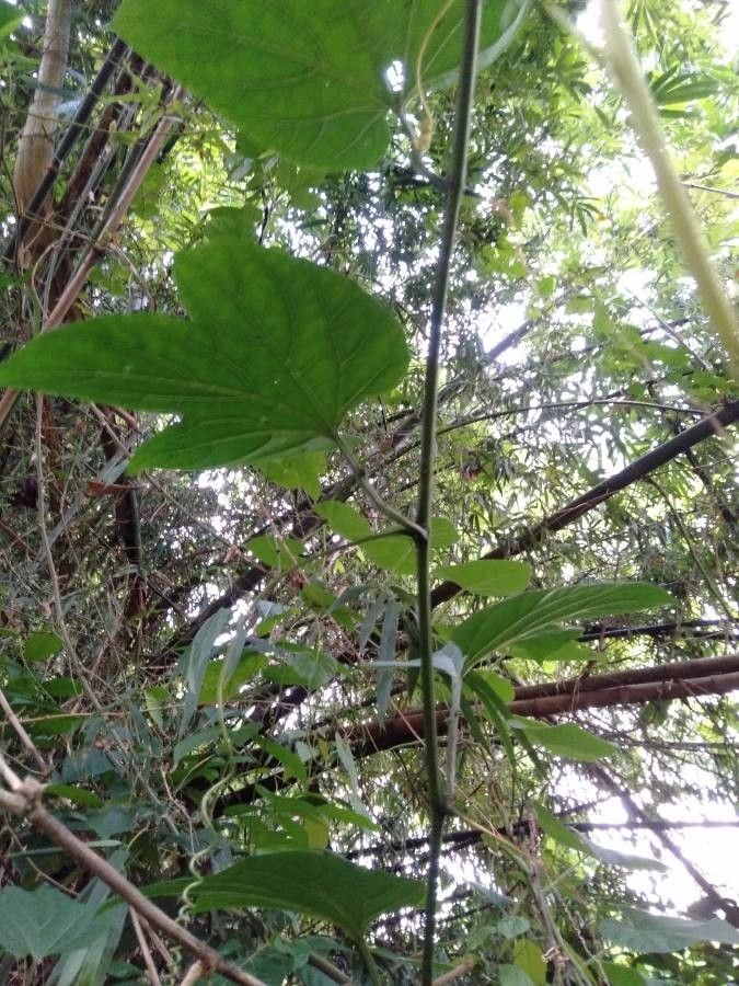 Momordica cochinchinensis — search result for 'Momordica'