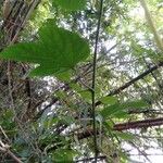 Momordica cochinchinensis