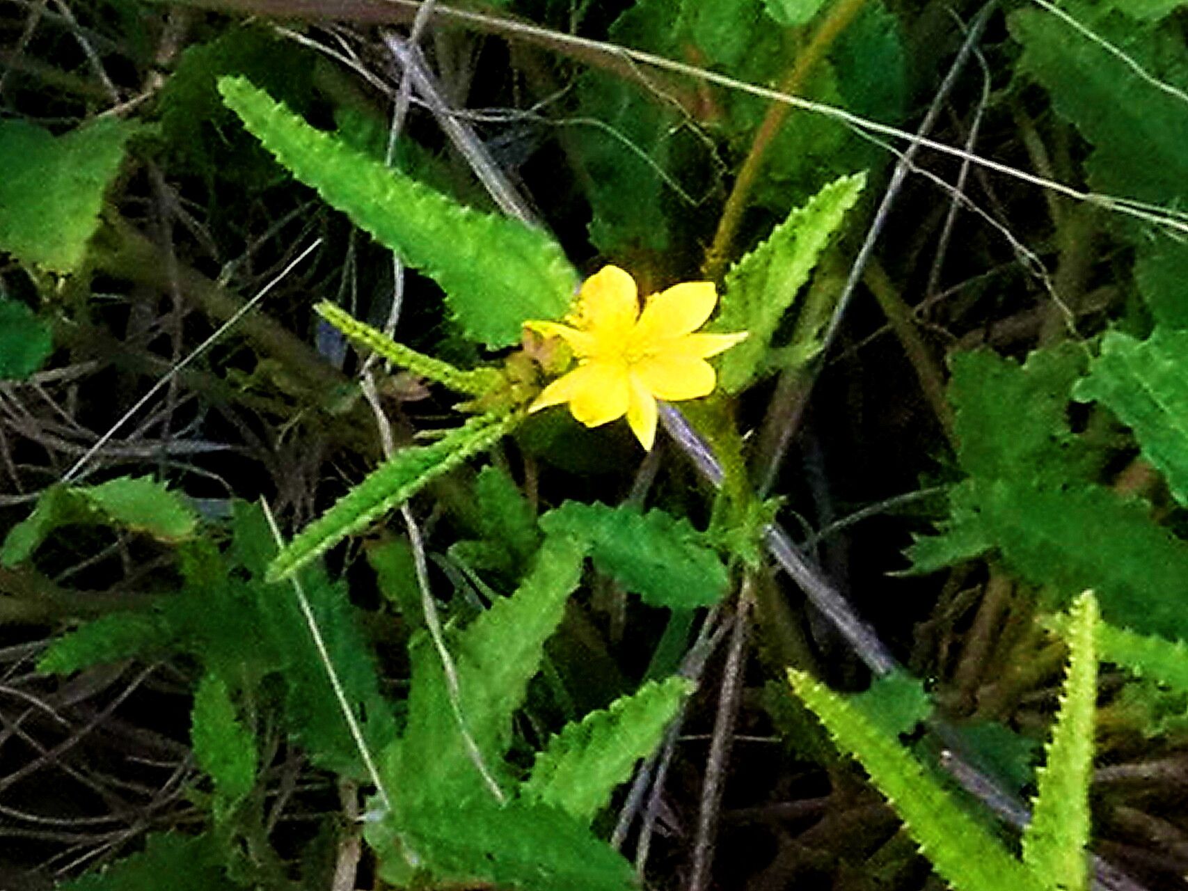 Corchorus confusus — related species from the same genus