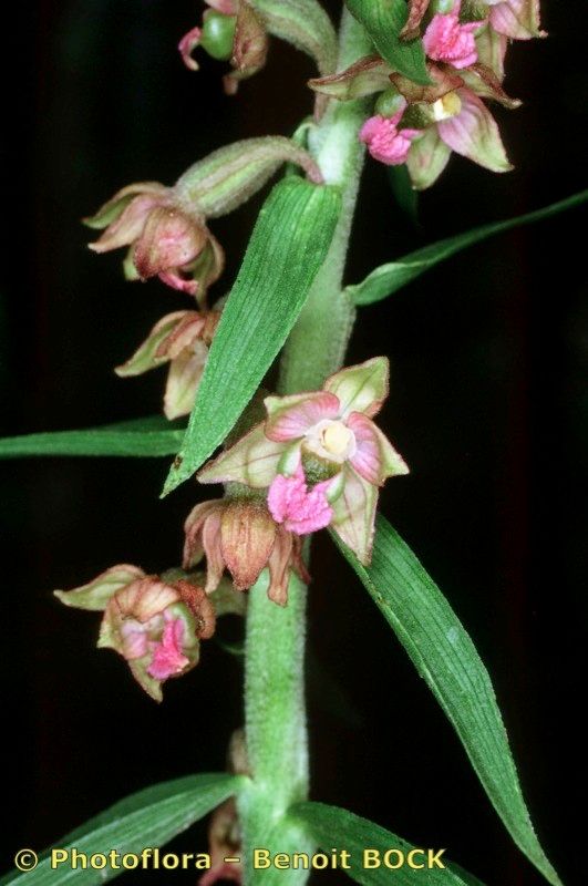 Epipactis atrorubens x Epipactis distans other