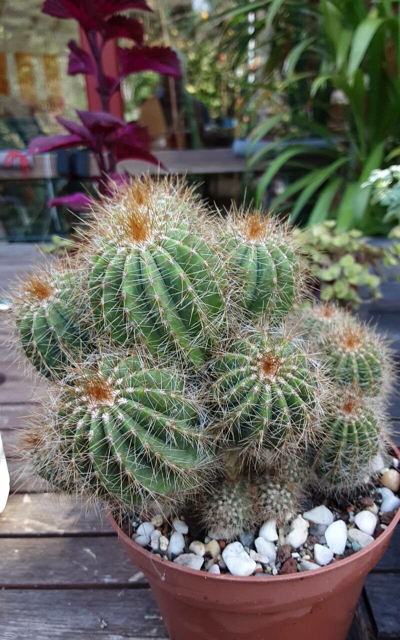 Parodia schumanniana bark